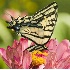 2Swallowtail Butterfly - ID: 1617895 © Larry J. Citra