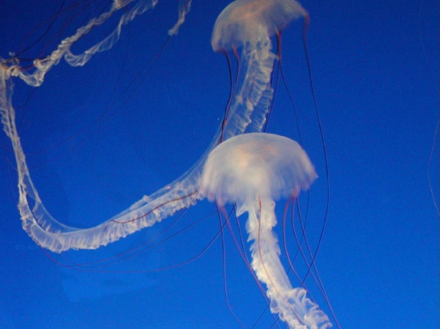 Jellyfish, Monterrey Aquarium
