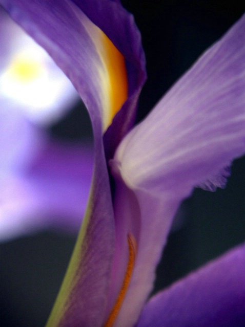  - ID: 1618145 © Michèle J. Thomas