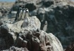 Paracas Penguins
