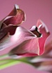 calla 