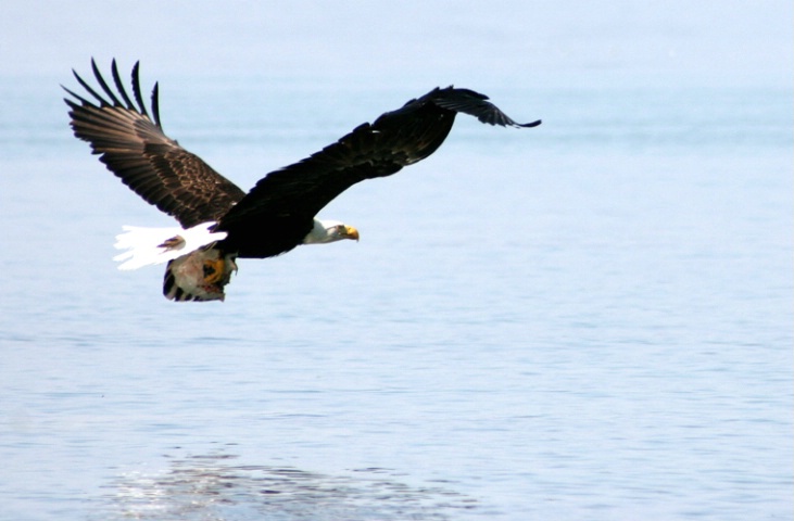 Eagle with lunch