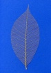 Empty Leaf on Blu...