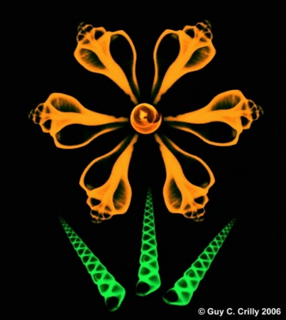 X-Rayed Seashells Arranged as a Flower #2