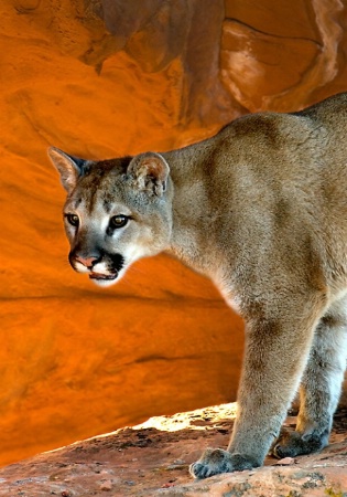 Cougar (C)