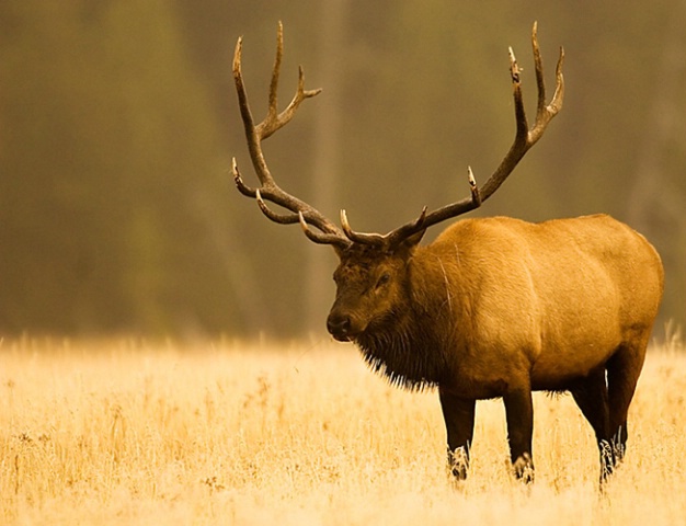 Elk, Yellowstone National Park