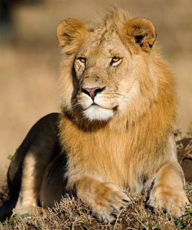 Male Lion.