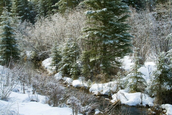 Fresh Snow on Montana Creek - ID: 1623483 © Larry J. Citra