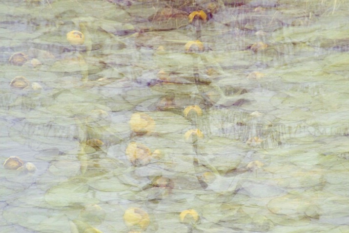 Pond Lilies - Multiple Exposure. - ID: 1623486 © Larry J. Citra