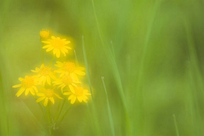 Woolly Sunflower (Eriophyllum lanatum)  - ID: 1623495 © Larry J. Citra