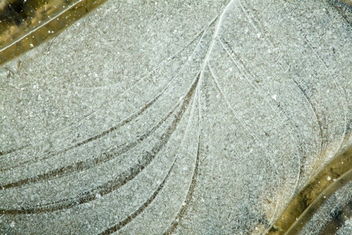 Ice Feather - ID: 1623500 © Larry J. Citra
