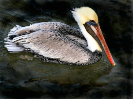 Pelican Paddle