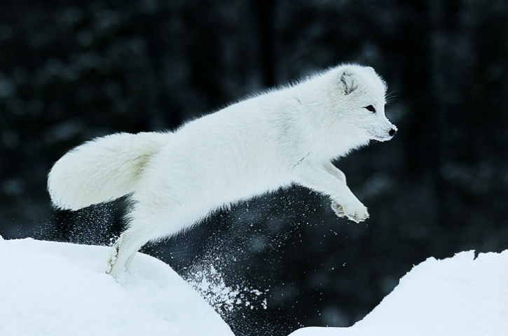 Jumping Arctic Fox