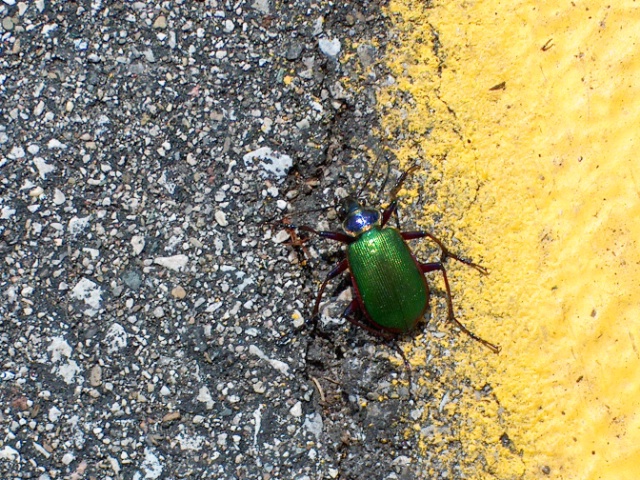 Beetle In Parking Lot 
