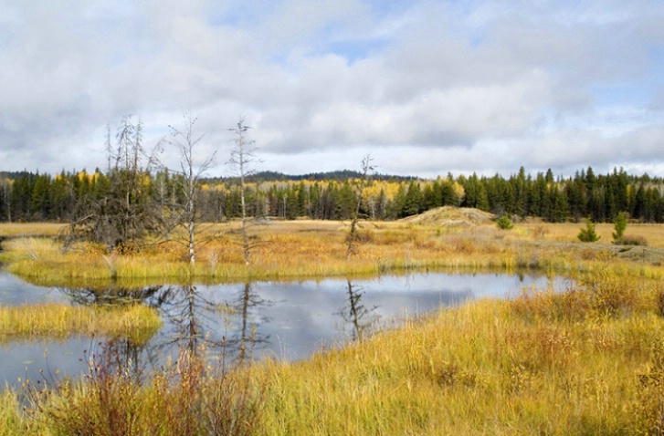 Montana Meadow - ID: 1627077 © Larry J. Citra