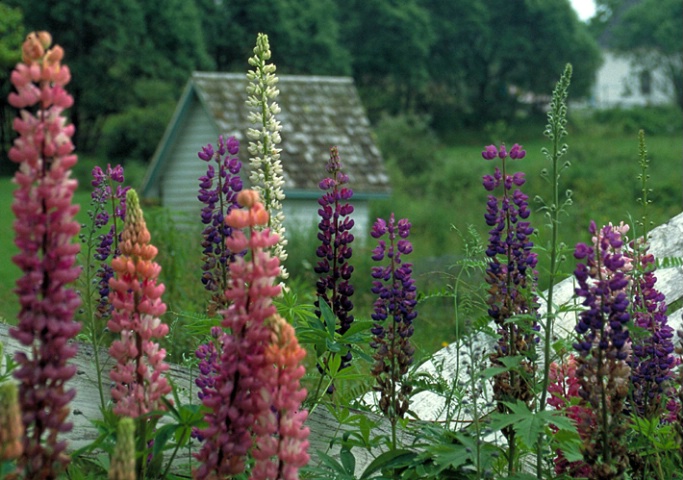 Lupines against a  Broken Fence