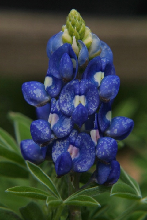 Texas Bluebonnet