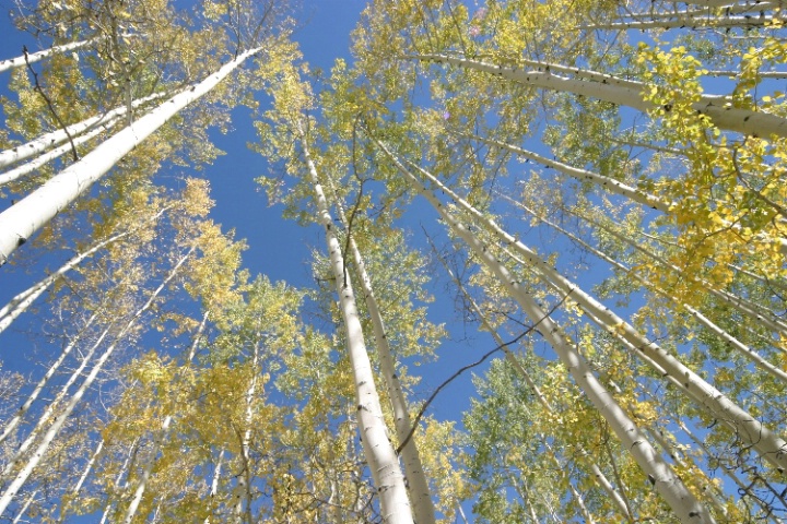 Colorado Aspens