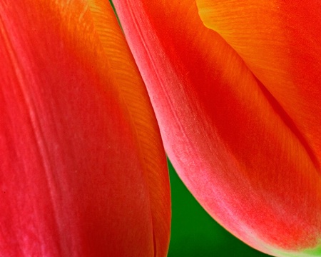 Tulips Touching #2