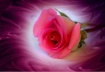 STRAWBERRY Rose