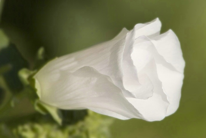 Lavatera Blossoming - ID: 1629921 © Larry J. Citra