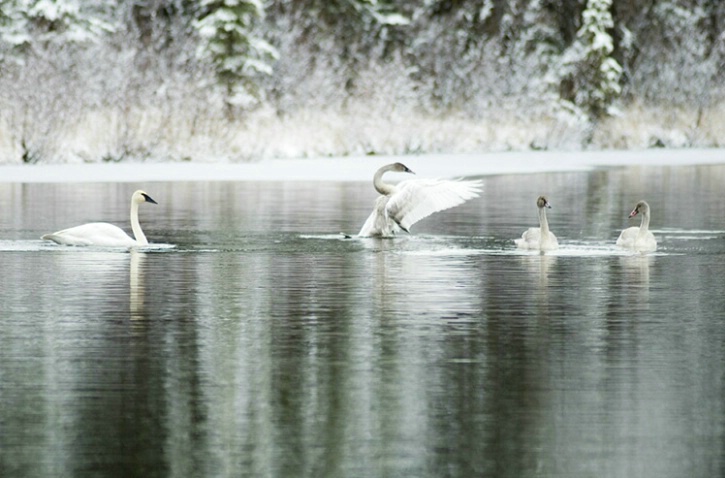 Trumpeter Swans with signets - ID: 1629922 © Larry J. Citra