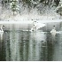 2Trumpeter Swans with signets - ID: 1629922 © Larry J. Citra