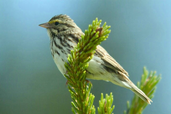 Savannah Sparrow - ID: 1629924 © Larry J. Citra