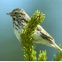 2Savannah Sparrow - ID: 1629924 © Larry J. Citra