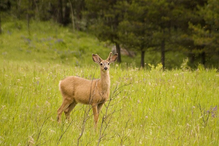 Young Mule Deer Buck - ID: 1629926 © Larry J. Citra