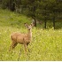 2Young Mule Deer Buck - ID: 1629926 © Larry J. Citra