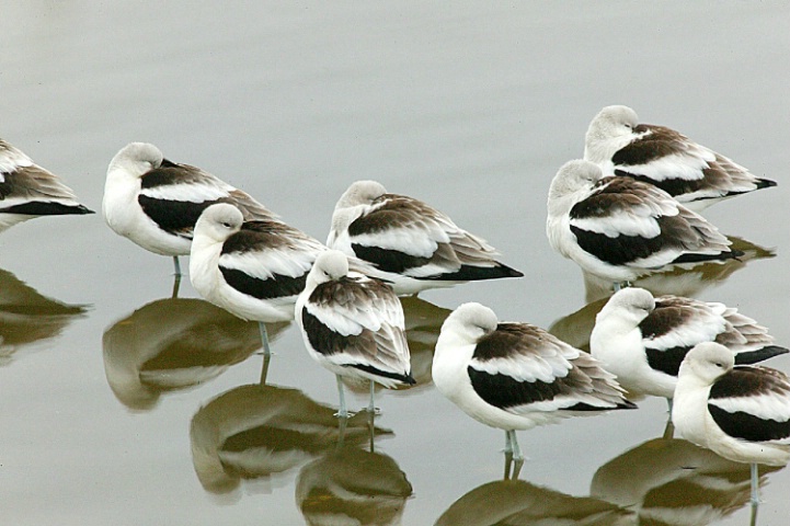 Napping American Avocet's