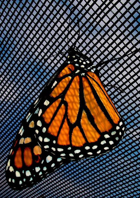 Patterns on a Butterfly