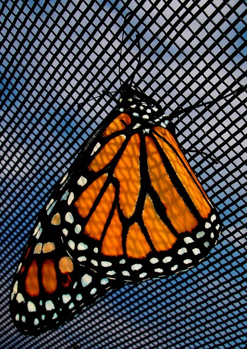 Patterns on a Butterfly