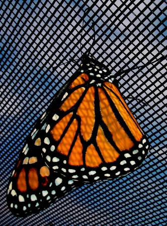 Patterns on a Butterfly