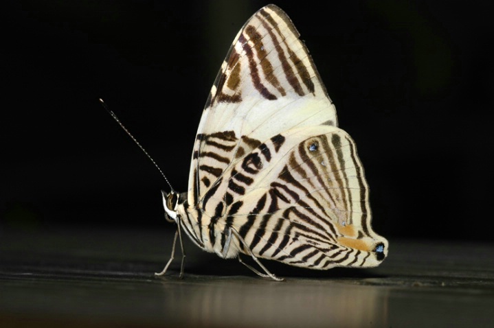 butterffly   14 - ID: 1636166 © Michael Cenci