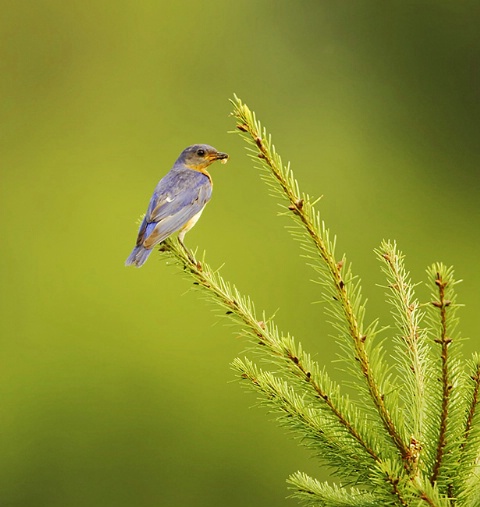 Eastern Bluebird on Pine Tree