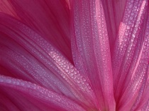 Close-ups