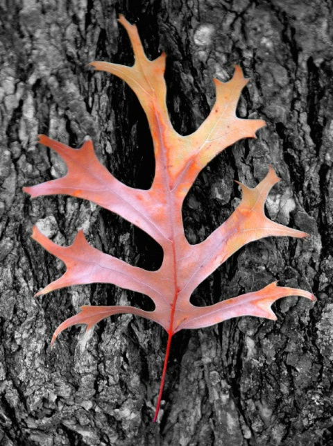 The Color Of Change