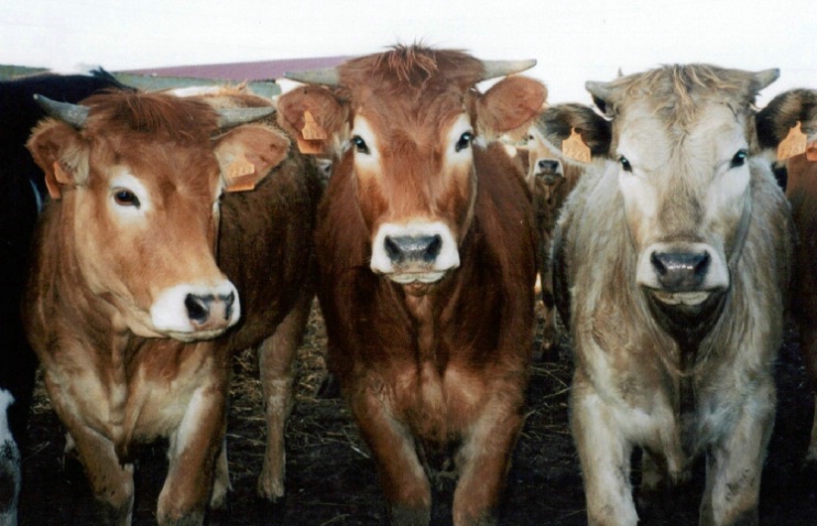 tres vacas guapas
