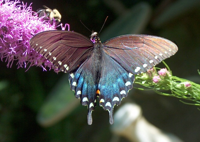 Black Butterfly on Liatris