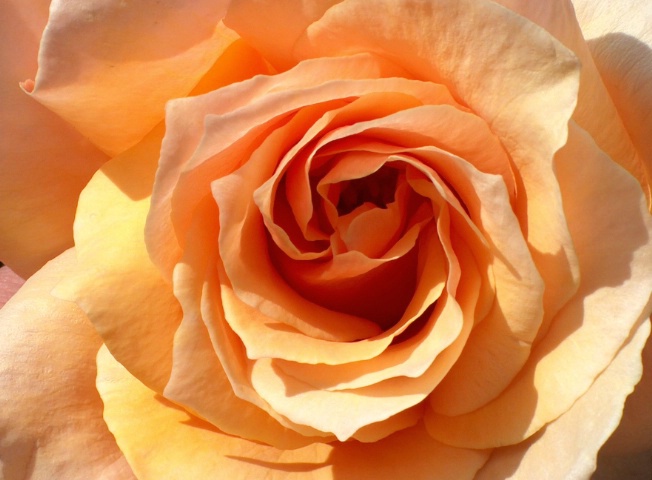 Peach Rose Closeup