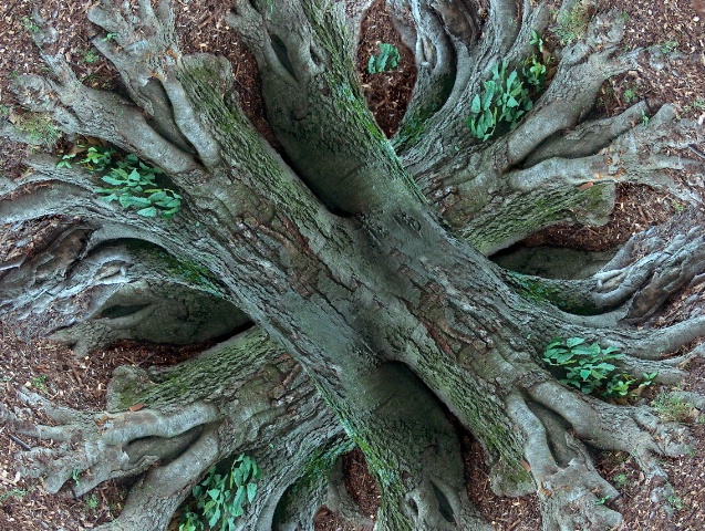 Roots Composite