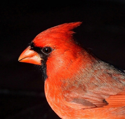 Mr. Cardinal Portrait