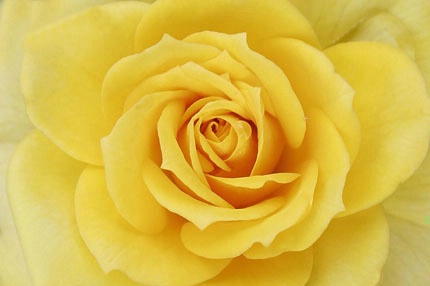 Yellow Rose - ID: 1641046 © Hasmik Hatamian
