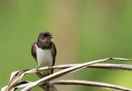 swallow