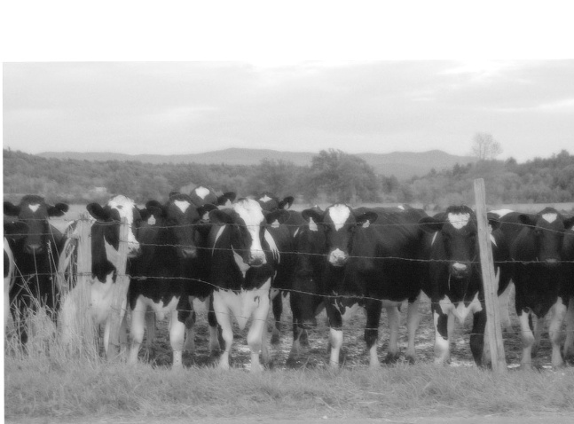 Black and White Cows