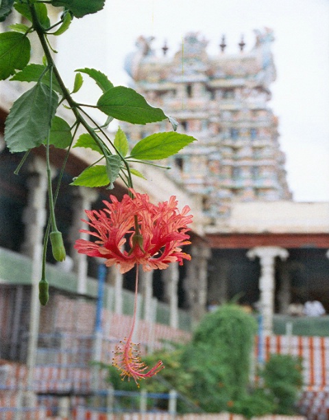 Hanging Flower