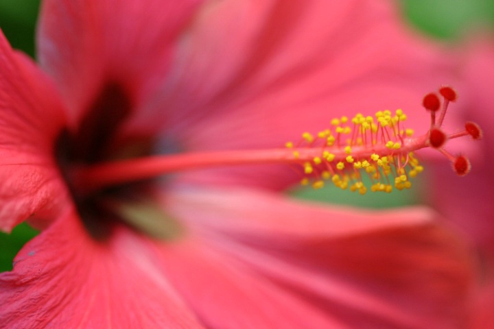 Stamens and pistils