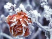 Frozen beauty